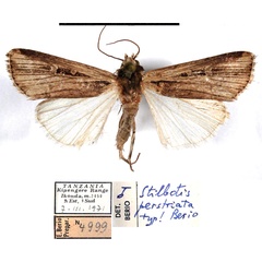 /filer/webapps/moths/media/images/P/perstriata_Stilbotis_HT_MSNM.jpg