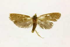 Compsoctena byrseis