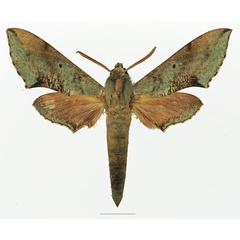 /filer/webapps/moths/media/images/M/moorei_Hippotion_AM_Basquina.jpg