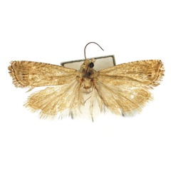 /filer/webapps/moths/media/images/P/phruda_Fulcrifera_AM_Bassi.jpg