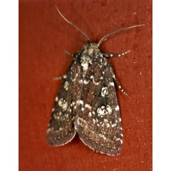/filer/webapps/moths/media/images/C/capensis_Condica_A_Roland_01.jpg