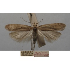 /filer/webapps/moths/media/images/T/trimaculata_Ptychovalva_MHT_TMSA.jpg