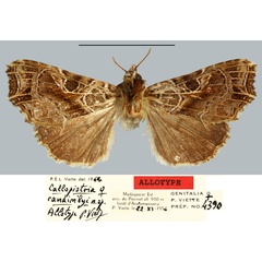 /filer/webapps/moths/media/images/R/randimbyi_Callopistria_AT_MNHN.jpg