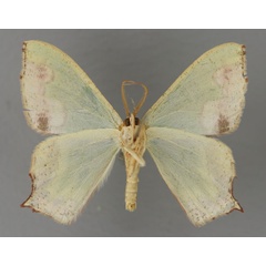 /filer/webapps/moths/media/images/P/papilio_Antharmostes_A_ZSM_02.jpg