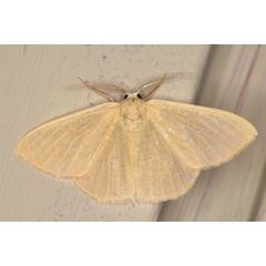 /filer/webapps/moths/media/images/P/panchlora_Prasinocyma_A_Heyns_02_jbqaXeF.jpg