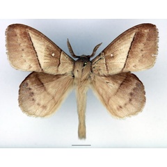 /filer/webapps/moths/media/images/J/jacchus_Philotherma_AM_Basquin_03.jpg
