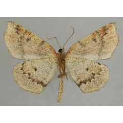 /filer/webapps/moths/media/images/B/bathiei_Nopia_AM_ZSMb.jpg
