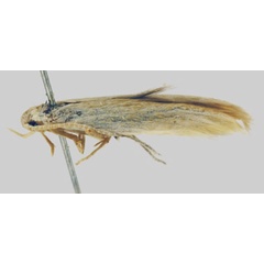 /filer/webapps/moths/media/images/P/pectinella_Coleophora_HT_MfN.jpg