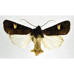 /filer/webapps/moths/media/images/A/africana_Brithysana_AM_NHMO.jpg