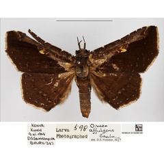 /filer/webapps/moths/media/images/A/affulgens_Lophoruza_AM_NHMUK.jpg