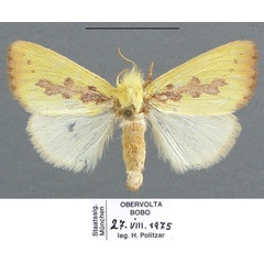 /filer/webapps/moths/media/images/D/delicata_Antheua_AF_ZSM.jpg