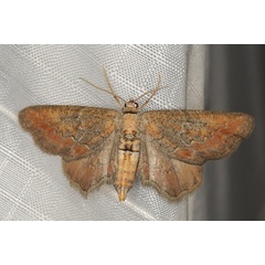 /filer/webapps/moths/media/images/E/eupitheciata_Hebdomophruda_F_Heyns_01.JPG