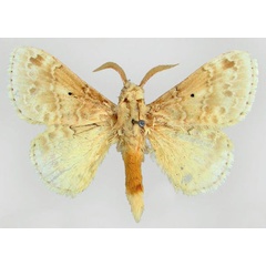 /filer/webapps/moths/media/images/M/minor_Eucraera_HT_ZMHB.jpg