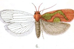 Theatrocopia roseoviridis