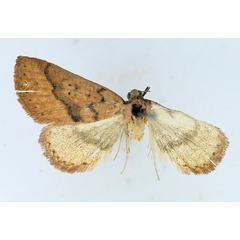 /filer/webapps/moths/media/images/H/haemaceps_Phytometra_AM_TMSA.jpg
