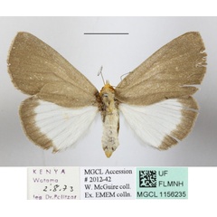 /filer/webapps/moths/media/images/C/cryptoleuca_Calesia_AF_MGCLa_02.JPG