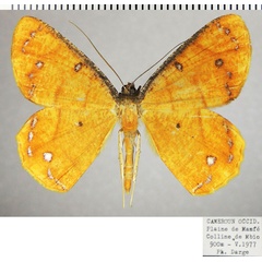 /filer/webapps/moths/media/images/C/croesaria_Melinoessa_AM_ZSMa.jpg