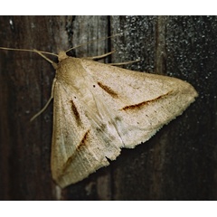 /filer/webapps/moths/media/images/P/proverai_Mocis_A_Roland_01.jpg