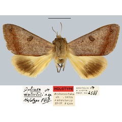 /filer/webapps/moths/media/images/W/waterloti_Ophiusa_HT_MNHN.jpg