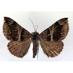 /filer/webapps/moths/media/images/D/derogans_Bastilla_AM_RMCA.jpg