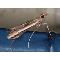 /filer/webapps/moths/media/images/W/warreni_Euclasta_A_Roland_01.jpg