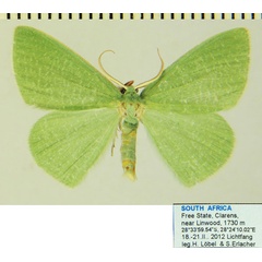 /filer/webapps/moths/media/images/S/simplicissima_Heterorachis_AF_ZSMa.jpg