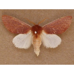 /filer/webapps/moths/media/images/A/albicostata_Janthinisca_A_Butler_02.JPG