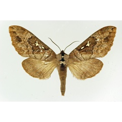 /filer/webapps/moths/media/images/N/negus_Lophostethus_AM_Basquin.jpg