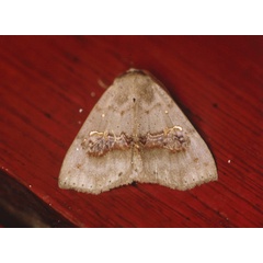 /filer/webapps/moths/media/images/C/crassiquama_Bonaberiana_A_Roland_01.jpg