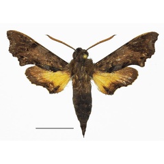 /filer/webapps/moths/media/images/S/stevensoni_Temnora_AM_Basquina.jpg