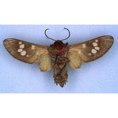 /filer/webapps/moths/media/images/P/punctata_Balacra_PT_RBINS_02.jpg