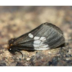 /filer/webapps/moths/media/images/A/albimacula_Palasea_A_Roland_01.jpg