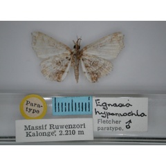 /filer/webapps/moths/media/images/H/hypomochla_Egnasia_PT_RMCA_02.jpg