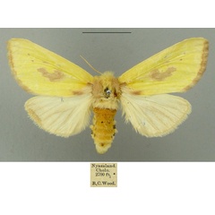 /filer/webapps/moths/media/images/C/consanguinea_Antheua_AF_CMNH.jpg