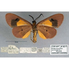 /filer/webapps/moths/media/images/O/orientalis_Ereunetea_PT_OUMNH_02.jpg