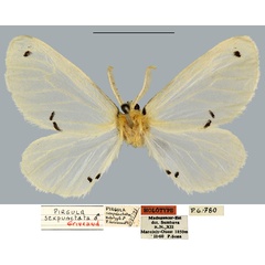 /filer/webapps/moths/media/images/S/sexpunctata_Pirgula_HT_MNHN.jpg