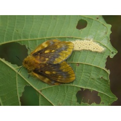/filer/webapps/moths/media/images/P/pratti_Lechriolepis_A_DeBeer.jpg