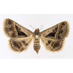 /filer/webapps/moths/media/images/T/trimeni_Acantholipes_AF_TMSA_01.jpg