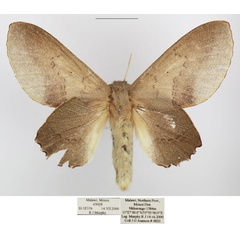 /filer/webapps/moths/media/images/C/cymographa_Stenophatna_AF_TMSA_02.jpg