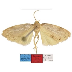 /filer/webapps/moths/media/images/C/coronaria_Eugoa_PTM_MfN.jpg