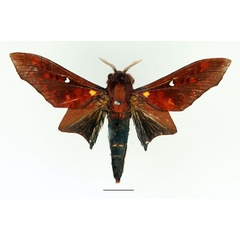 /filer/webapps/moths/media/images/B/brotoessa_Gonopacha_AM_Basquin_02.jpg