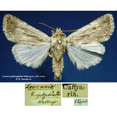 /filer/webapps/moths/media/images/Q/quadricuspidata_Leucania_HT_SNHMa.jpg