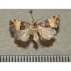 /filer/webapps/moths/media/images/B/bipartita_Pseudozarba_A_Goff_01.jpg