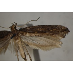 /filer/webapps/moths/media/images/S/stichocentra_Plutella_STF_BMNH.jpg