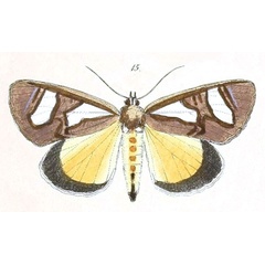 /filer/webapps/moths/media/images/T/trimenii_Agoma_Felder_107_15.jpg