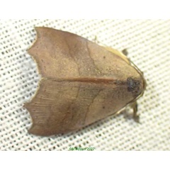 /filer/webapps/moths/media/images/M/megalesia_Acripia_A_Bippus_01.jpg
