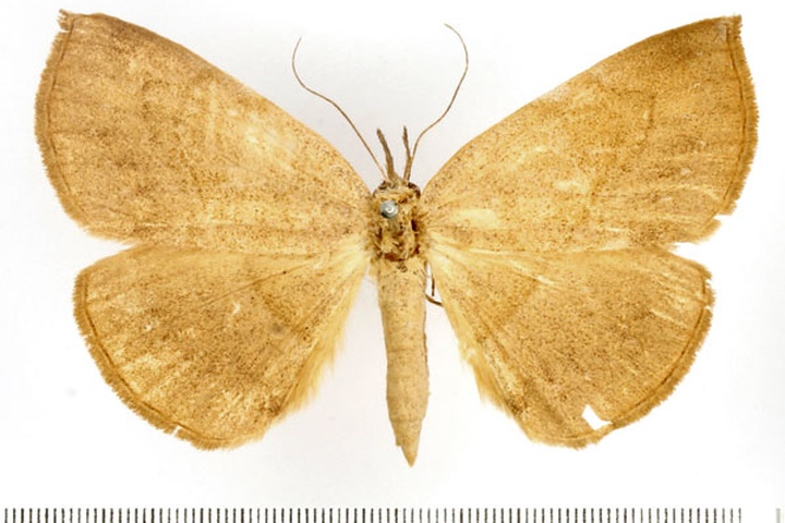 /filer/webapps/moths/media/images/E/electa_Aburina_AF_BMNH.jpg