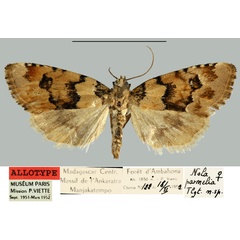 /filer/webapps/moths/media/images/P/parmelia_Roeselia_AT_MNHN.jpg