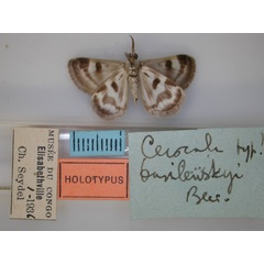 /filer/webapps/moths/media/images/B/basilewskyi_Cerocala_HT_RMCA_02.jpg