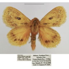 /filer/webapps/moths/media/images/G/gemmatus_Laeliopsis_AM_TMSA_02.jpg